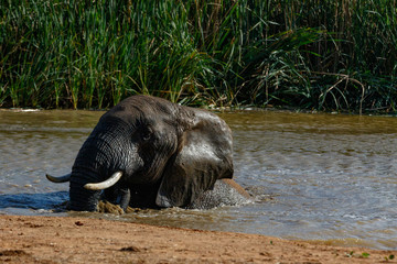 Wall Mural - Elephant splashing around in the dam