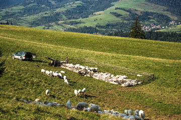 Wall Mural - Traditional sheep pasture in Pieniny mountains , Poland