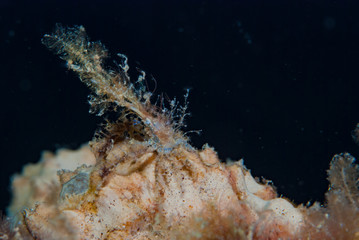 Decorator Crab