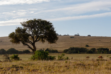 Wall Mural - The Landscape of trees and wild animals