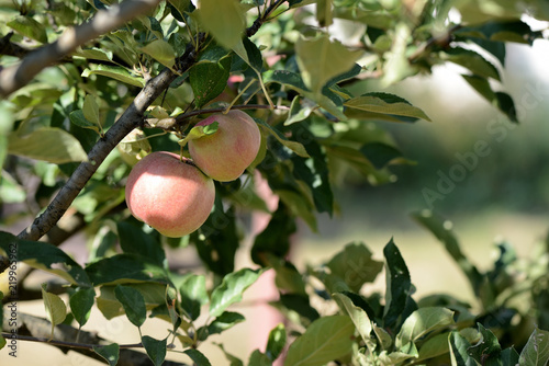 ripe-apples-on-a-branch-lit-by-the-evening-sun-in-a-summer-garden