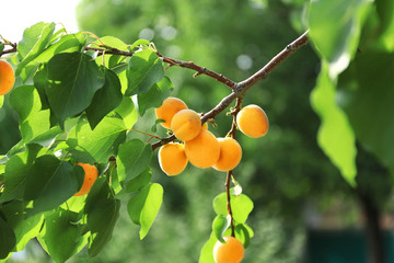 Delicious apricots on branch in garden