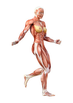 3D Rendering Female Anatomy Figure on White