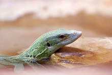Reptile. Close-up On A Green Monitor (Varanus Prasinus).