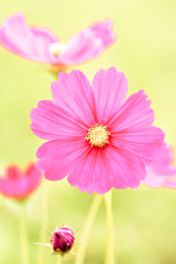 Wall Mural - vintage tone beautiful cosmos flower in the field