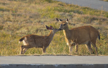 Doe And Fawn Nose To Nose, Kissing, Hurricane Ridge, Olympic National Park, WA, USA