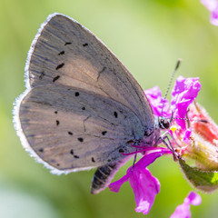 Wall Mural - butterfly on flower