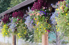 Row Of Hanging Flower Baskets