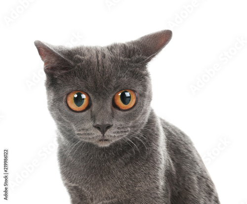 Adorable Grey British Shorthair Cat On White Background Buy This