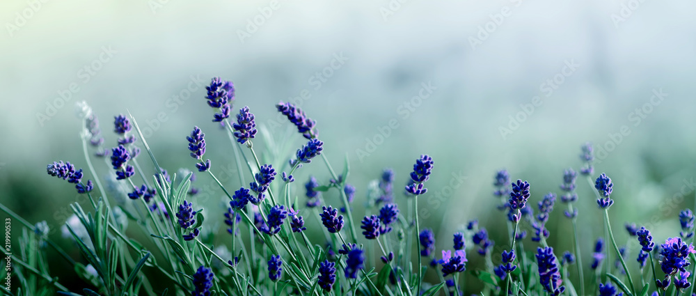 Blooming Lavender flowers background - obrazy, fototapety, plakaty 