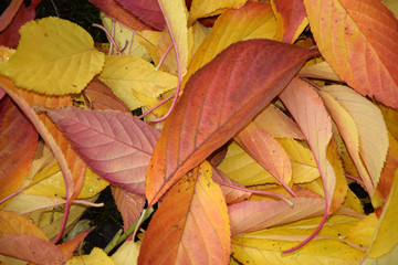 Wall Mural - Herbstlaub