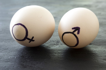 Signs of gender equality in chicken eggs.