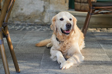 Happy Smiling Golden Retriever Young Dog On Pavement In Old City Downtown. Pets Friendly Vacations Travel Concept.