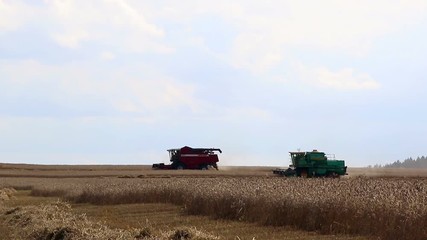 Wall Mural - Harvesters work on a wheat field. Harvesting of wheat.
