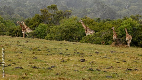 Zdjęcie XXL Obrazek żyrafy w dzikim w Południowa Afryka (Giraffa).