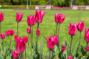 Wall Mural - Pink tulips in the park in spring