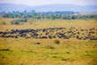 A herd of wildebeest crossing the river in Africa