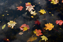 Colorful Yellow And Red Maple Leaves Floating On The Water Surface. Autumn Leaves In The River.