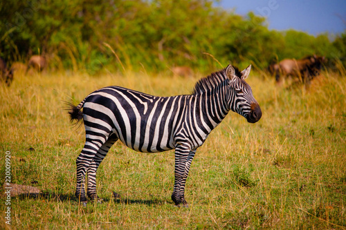 Plakat Wielkie stado zebr w Afryce