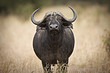 Wild Cape Buffalo in East Africa