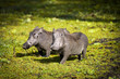 Two wild warthogs in Africa