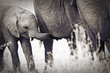 Young African Elephant nursing from it's Mother