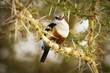 African bird sitting on a tree branch