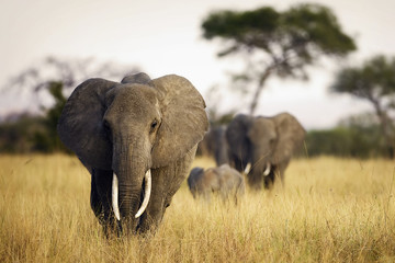 Wall Mural - herd of elephants walking through tall grass