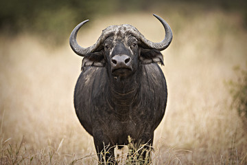 Wall Mural - Wild Cape Buffalo in East Africa