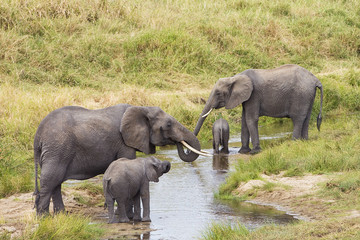 Wall Mural - herd of wild elephants drinking water in africa
