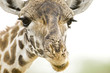 close up face of a wild giraffe in Africa