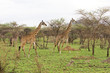 Wild giraffes in East Africa