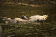 Dead crocodile with crushed abdoment floats upside down on water after killed by a hippo