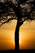 Beautiful tree in Africa during sunset