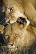Male lion over lioness with aggressive open mouth and sharp teeth