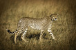 Wild Cheetah in East Africa