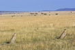 Two cheetahs hunting in Afrian savanna