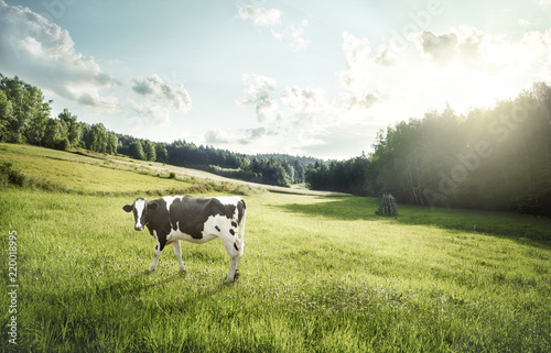 Cuadros en Lienzo Cattle farming - cow ecological pasture on a meadow