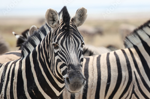Plakat Zebra w Etosha