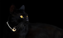 Black Cat On A Black Background In Low Key