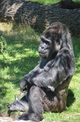 Poster - Africa reverie thinking big black monkey gorilla