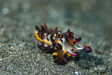 Flamboyant cuttlefish Metasepia pfefferi