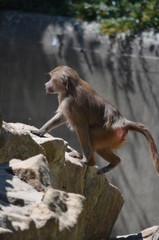 Poster - monkey wild Papio baboon on rocky stone