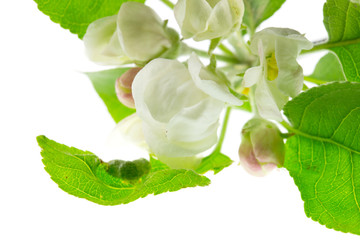 Quince flower on white macro