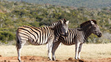 Fototapeta Konie - Two Zebras standing side by side waiting their turn