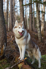 Profile Portrait of gorgeous beige and white Siberian Husky dog standing in the forest at sunset