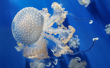 white spotted jellyfish or floating bell or australian spotted jellyfish