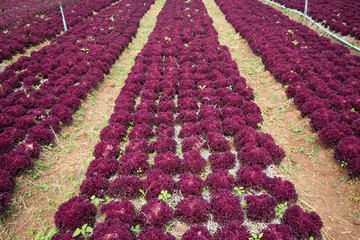 Poster - Field with rows of head lettuce, colorful mature ready for harvest.