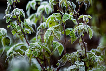 Green Leaves Of Nettle Covered With Frost. The First Frost In The Field_