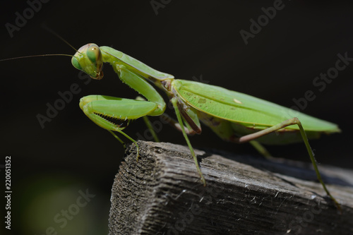 Fotografie, Obraz Praying Mantis or Mantis Religiosa (Mantidae) on black background